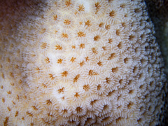 Goniastrea stelligera