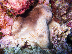 Goniastrea stelligera