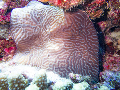 Leptoria phrygia