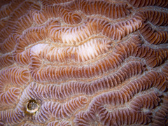 Leptoria phrygia