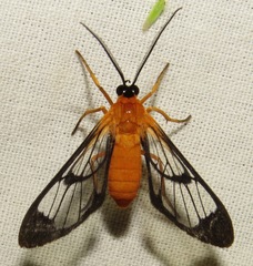 Cosmosoma batesii