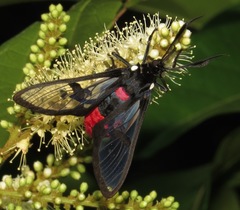 Aethria haemorrhoidalis