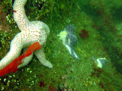 Pisaster brevispinus