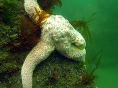 Pisaster brevispinus