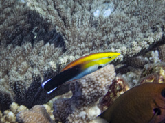 Labroides pectoralis