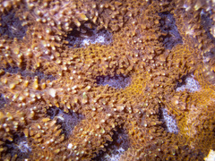 Acanthastrea