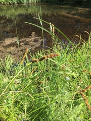 Carex vulpinoidea