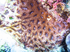 Acanthastrea