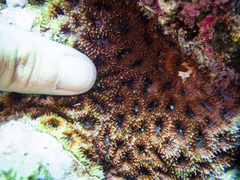 Acanthastrea