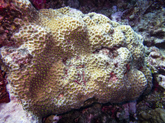 Acanthastrea