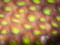 Acanthastrea