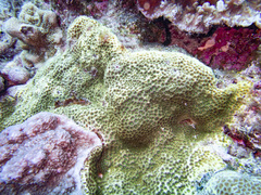 Leptastrea transversa