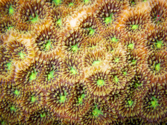 Leptastrea transversa