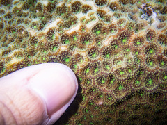 Leptastrea transversa