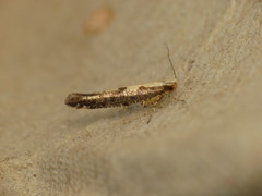 Argyresthia conjugella
