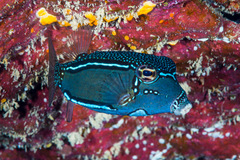 Whitley's Boxfish photo 1