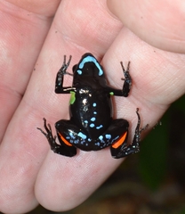 Mantella pulchra