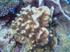 Goniastrea stelligera