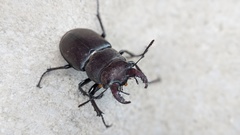 Lucanus tetraodon