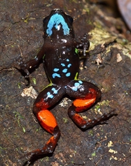 Mantella pulchra