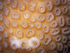 Goniastrea stelligera