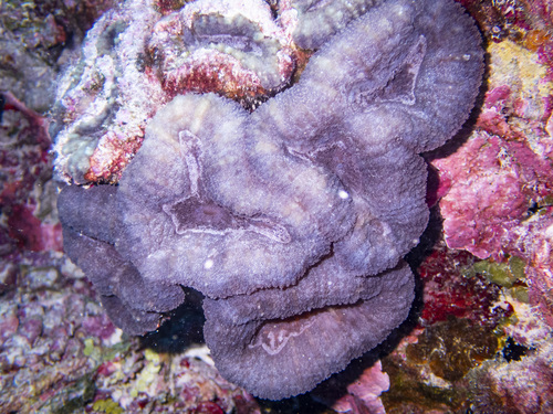 Lobophyllia Robusta · Inaturalist