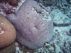 Oulophyllia crispa