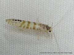 Nectopsyche exquisita