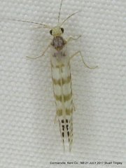 Nectopsyche exquisita