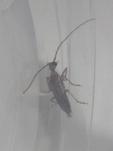 Vesperus fuentei