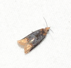 Eucosma ochroterminana