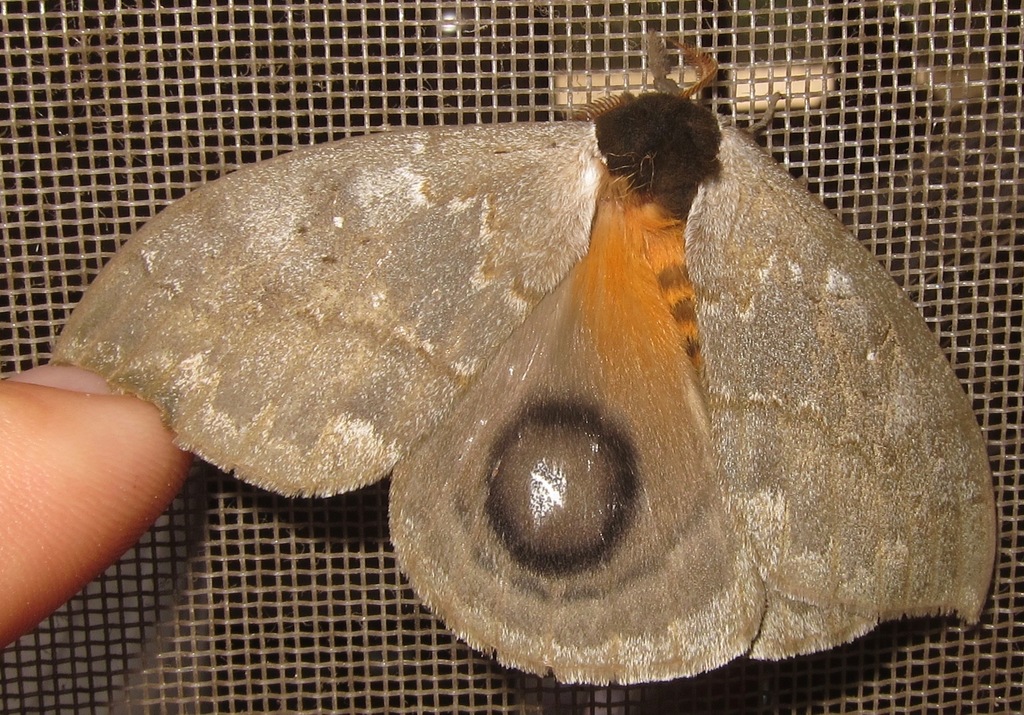 Automeris denticulata