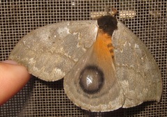 Automeris denticulata