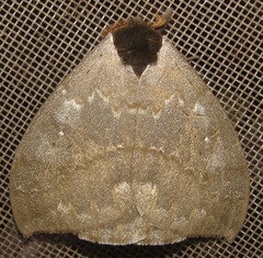 Automeris denticulata