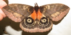 Automeris egeus