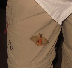 Automeris liberia