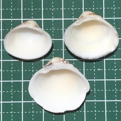 Lioconcha fastigiata