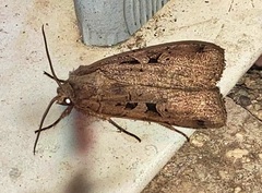 Xestia normanianus