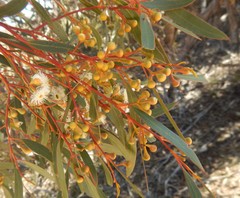 Eucalyptus gracilis