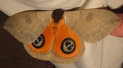 Automeris liberia