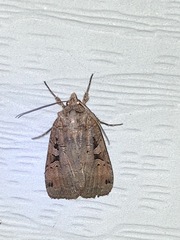 Xestia normanianus