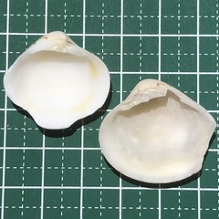 Lioconcha fastigiata