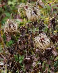Clematis fusca