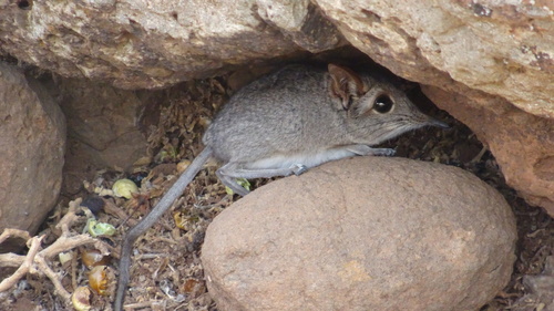 Somali Sengi (Galegeeska revoilii) — Data Deficient Mammalia