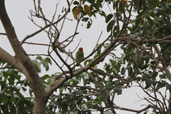 Psilopogon rubricapillus