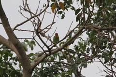 Psilopogon rubricapillus