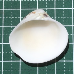 Lioconcha fastigiata