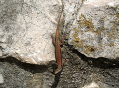 Podarcis muralis