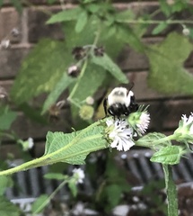Bombus impatiens image