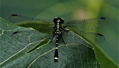 Burmagomphus vermicularis